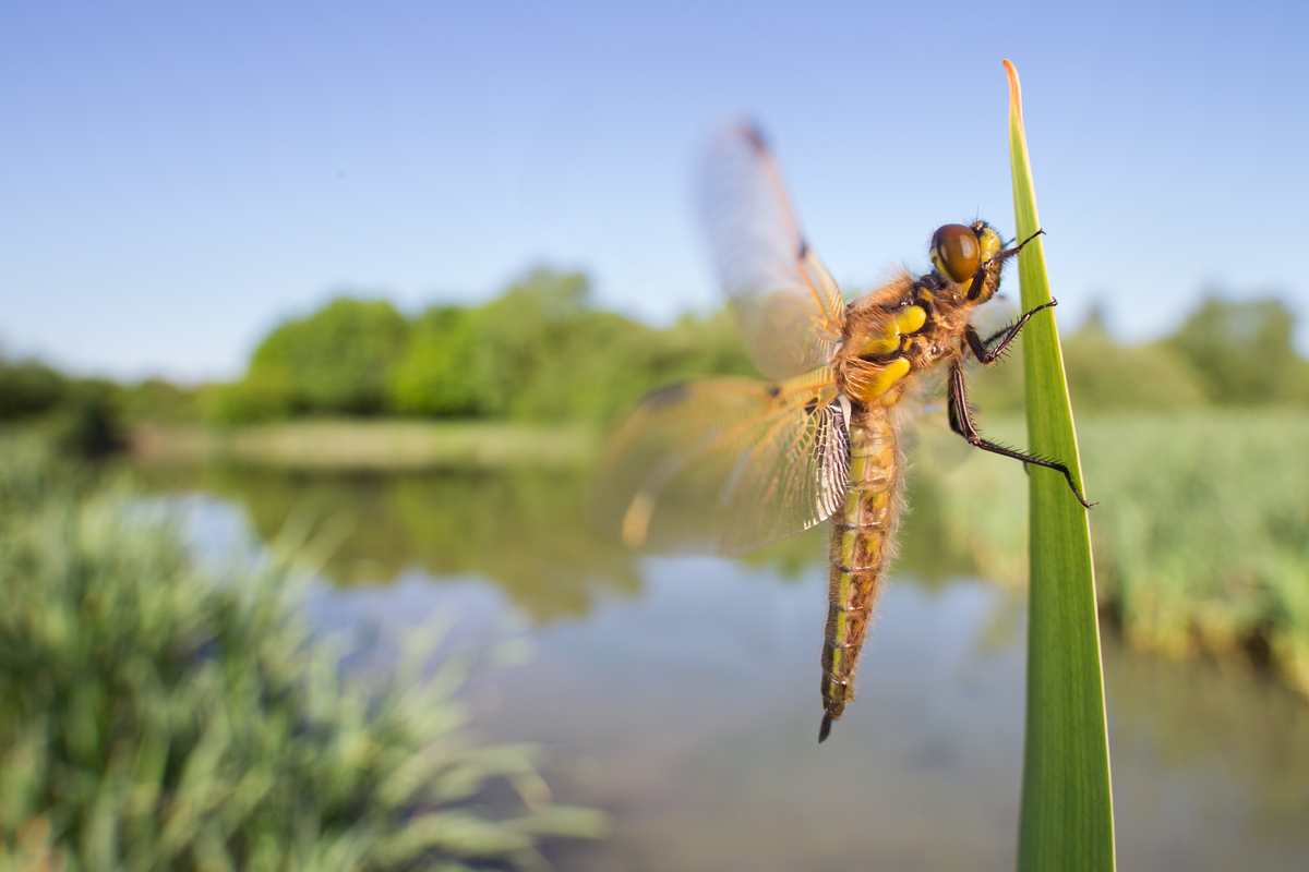 Four Spotted Chaser Dragonfly wideangle 2